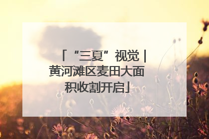 “三夏”视觉｜黄河滩区麦田大面积收割开启
