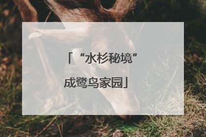 “水杉秘境”成鹭鸟家园