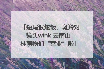 短尾猴炫饭、斑羚对镜头wink 云南山林萌物们“营业”啦