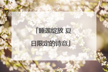 睡莲绽放 夏日限定的诗意