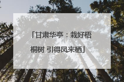 甘肃华亭：栽好梧桐树 引得凤来栖