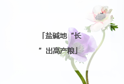 盐碱地“长”出高产粮