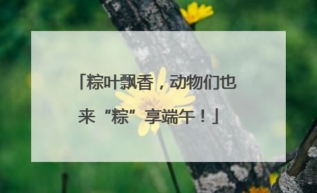 粽叶飘香，动物们也来“粽”享端午！
