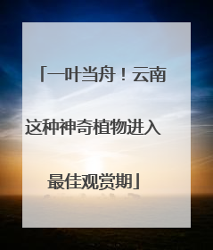 一叶当舟！云南这种神奇植物进入最佳观赏期