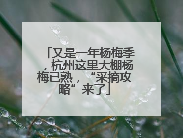 又是一年杨梅季，杭州这里大棚杨梅已熟，“采摘攻略”来了