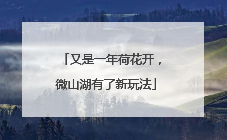 又是一年荷花开，微山湖有了新玩法