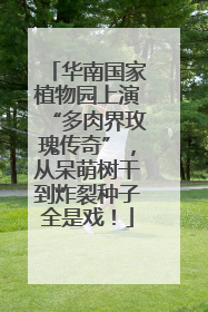 华南国家植物园上演“多肉界玫瑰传奇”，从呆萌树干到炸裂种子全是戏！