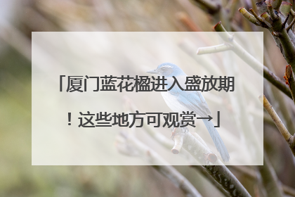 厦门蓝花楹进入盛放期！这些地方可观赏→
