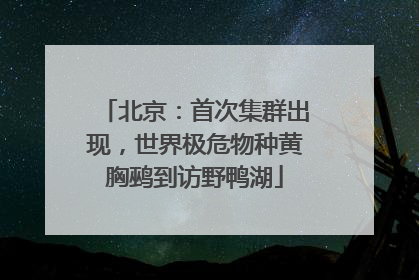 北京：首次集群出现，世界极危物种黄胸鹀到访野鸭湖