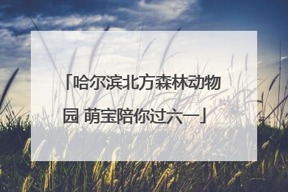 哈尔滨北方森林动物园 萌宝陪你过六一