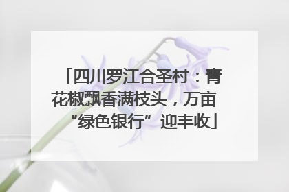 四川罗江合圣村：青花椒飘香满枝头，万亩“绿色银行”迎丰收