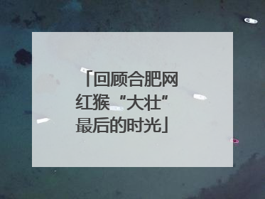 回顾合肥网红猴“大壮”最后的时光