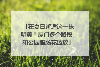 在夏日邂逅这一抹明黄！厦门多个路段和公园腊肠花盛放