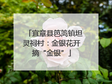 宜章县笆篱镇坦灵祠村：金银花开摘“金银”