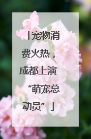 宠物消费火热，成都上演“萌宠总动员”