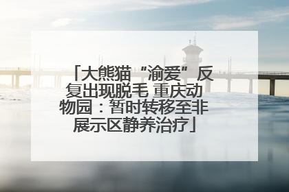 大熊猫“渝爱”反复出现脱毛 重庆动物园：暂时转移至非展示区静养治疗