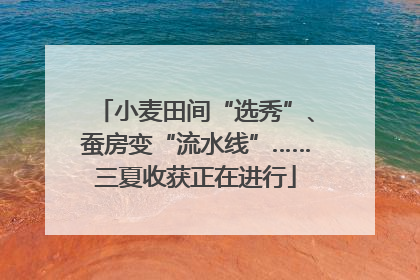 小麦田间“选秀”、蚕房变“流水线”……三夏收获正在进行