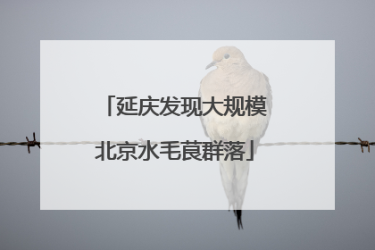 延庆发现大规模北京水毛茛群落