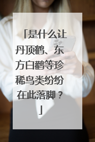 是什么让丹顶鹤、东方白鹳等珍稀鸟类纷纷在此落脚？
