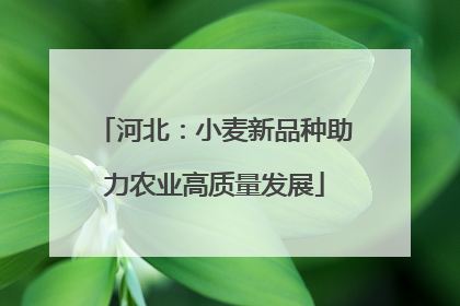 河北：小麦新品种助力农业高质量发展