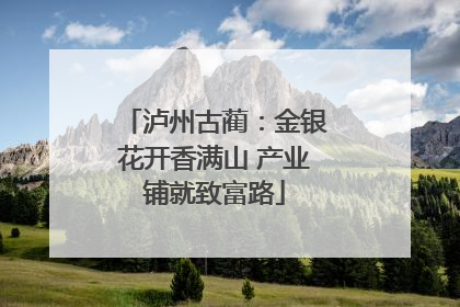 泸州古蔺：金银花开香满山 产业铺就致富路