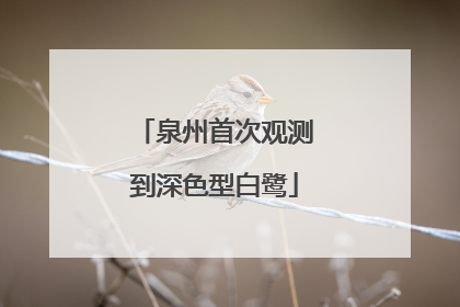 泉州首次观测到深色型白鹭