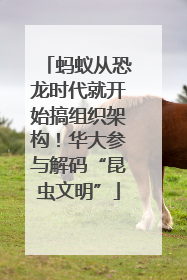 蚂蚁从恐龙时代就开始搞组织架构！华大参与解码“昆虫文明”