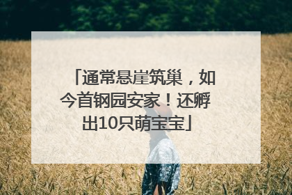 通常悬崖筑巢，如今首钢园安家！还孵出10只萌宝宝
