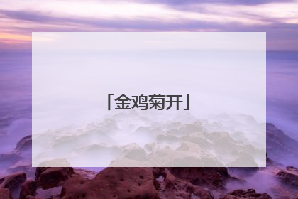 金鸡菊开