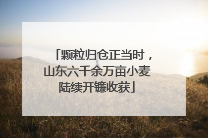 颗粒归仓正当时，山东六千余万亩小麦陆续开镰收获