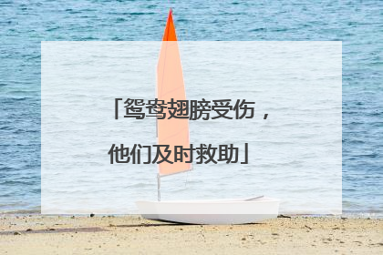 鸳鸯翅膀受伤，他们及时救助
